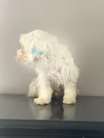 You name him financing available, a male Coton de Tulear for sale in Chicago, IL – Photo 2 of 4