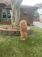 Vanilla , a female Goldendoodle for sale in Chicago, IL – 5 of 6