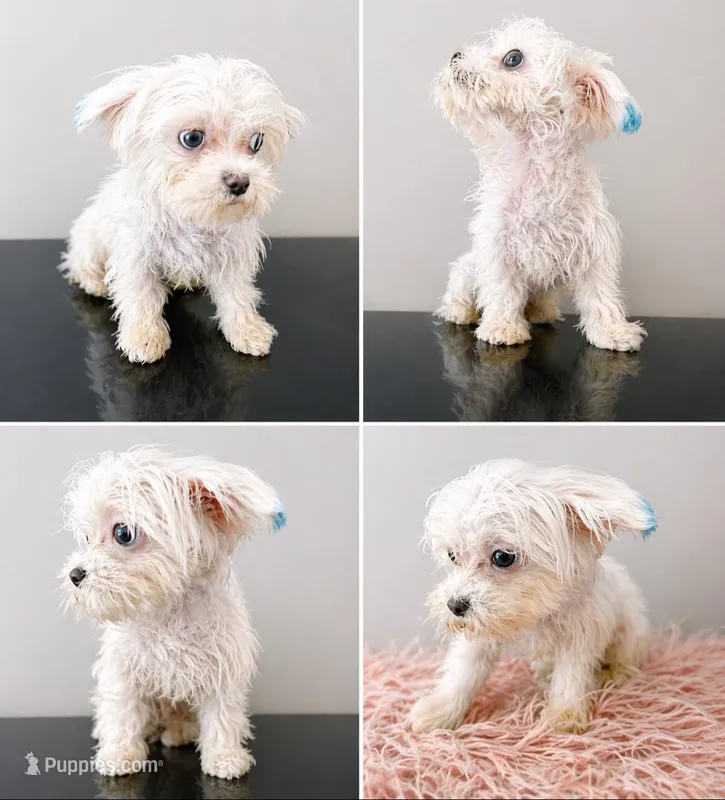 You name him financing available – Coton de Tulear puppy for sale in Chicago, IL