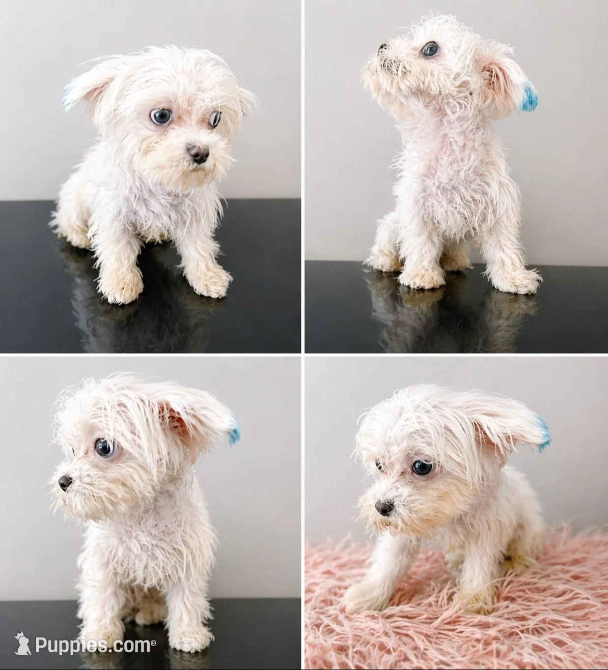 You name him financing available, a male Coton de Tulear for sale in Chicago, IL – Photo 1 of 4