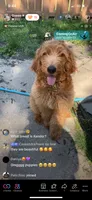 Vanilla , a female Goldendoodle for sale in Chicago, IL – 4 of 6