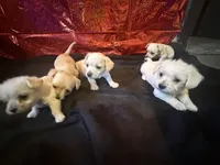 Dolly , a female Yorkipoo for sale in Chicago, IL – Photo 2 of 10