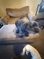 Dolly , a female Yorkipoo for sale in Chicago, IL – Photo 5 of 10