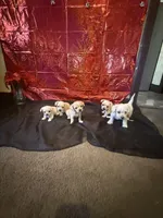 Dolly , a female Yorkipoo for sale in Chicago, IL – Photo 10 of 10