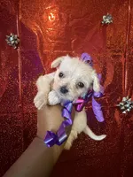 Dolly , a female Yorkipoo for sale in Chicago, IL – Photo 8 of 10