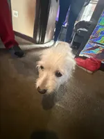 Dolly , a female Yorkipoo for sale in Chicago, IL – Photo 6 of 10