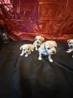 Dolly , a female Yorkipoo for sale in Chicago, IL – Photo 9 of 10