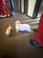 Dolly , a female Yorkipoo for sale in Chicago, IL – Photo 3 of 10