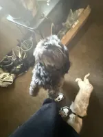 Dolly , a female Yorkipoo for sale in Chicago, IL – Photo 7 of 10