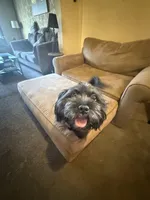 Dolly , a female Yorkipoo for sale in Chicago, IL – Photo 4 of 10