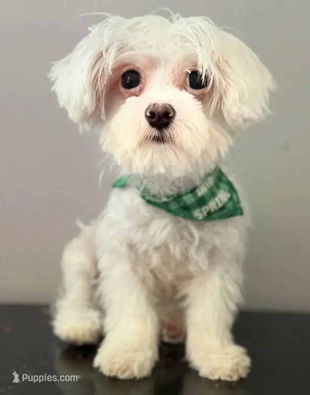 Keith Lee  “financing available “, a male Coton de Tulear for sale in Chicago, IL – 1 of 5