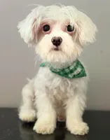 Keith Lee  “financing available “, a male Coton de Tulear for sale in Chicago, IL – 1 of 5