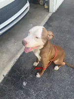 Zip , a male American Pit Bull Terrier for sale in Chicago, IL – 3 of 3