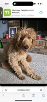 Vanilla , a female Goldendoodle for sale in Chicago, IL – 3 of 6