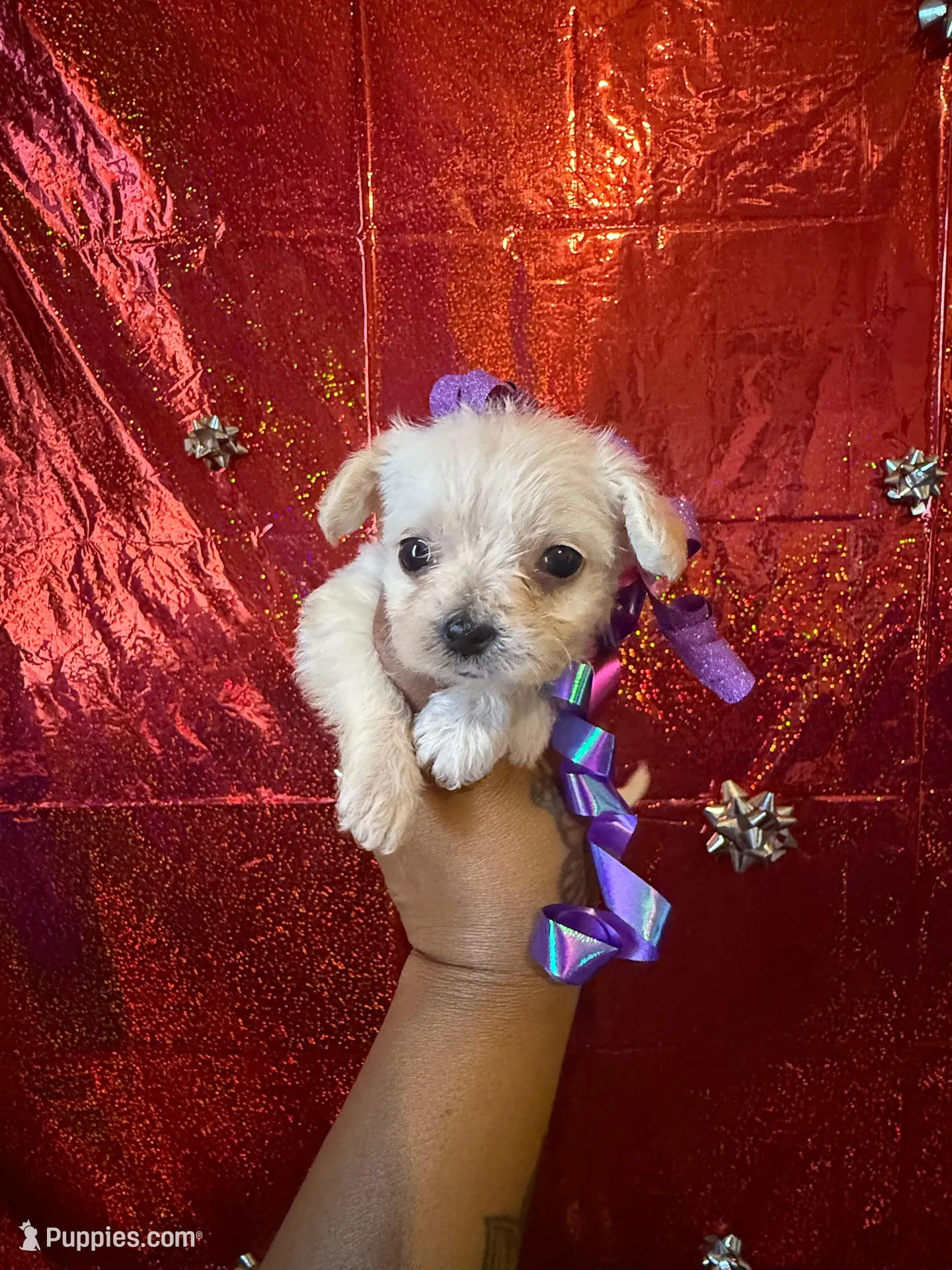 Dolly  – Yorkipoo puppy for sale in Chicago, IL