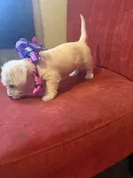 Polly, a female Yorkipoo for sale in Chicago, IL – Photo 2 of 4