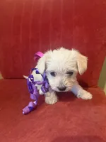 Polly, a female Yorkipoo for sale in Chicago, IL – Photo 4 of 4