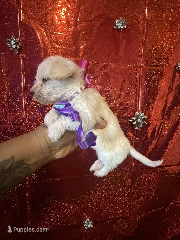 Polly – Yorkipoo puppy for sale in Chicago, IL