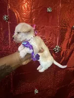 Polly, a female Yorkipoo for sale in Chicago, IL – Photo 1 of 4