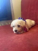 Polly, a female Yorkipoo for sale in Chicago, IL – Photo 3 of 4