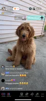 Vanilla , a female Goldendoodle for sale in Chicago, IL – 6 of 6
