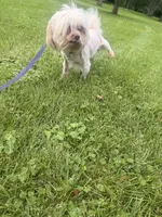 Toby , a male Mal Shi for sale in Chicago, IL – 2 of 2