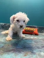 Cupcake , a male Coton de Tulear for sale in Chicago, IL – Photo 1 of 7