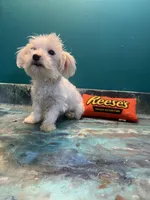 Cupcake , a male Coton de Tulear for sale in Chicago, IL – Photo 3 of 7