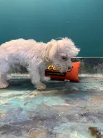 Cupcake , a male Coton de Tulear for sale in Chicago, IL – Photo 7 of 7