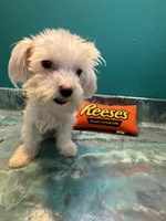 Cupcake , a male Coton de Tulear for sale in Chicago, IL – Photo 6 of 7