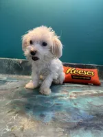 Cupcake , a male Coton de Tulear for sale in Chicago, IL – Photo 2 of 7