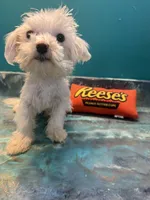 Cupcake , a male Coton de Tulear for sale in Chicago, IL – Photo 4 of 7