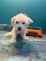 Cupcake , a male Coton de Tulear for sale in Chicago, IL – Photo 5 of 7