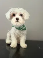 Keith Lee  “financing available “, a male Coton de Tulear for sale in Chicago, IL – 5 of 5