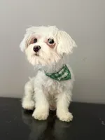 Keith Lee  “financing available “, a male Coton de Tulear for sale in Chicago, IL – 4 of 5