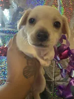 Molly, a female Yorkipoo for sale in Chicago, IL – Photo 1 of 3