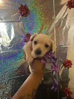 Molly, a female Yorkipoo for sale in Chicago, IL – Photo 3 of 3