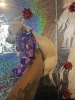 Molly, a female Yorkipoo for sale in Chicago, IL – Photo 2 of 3