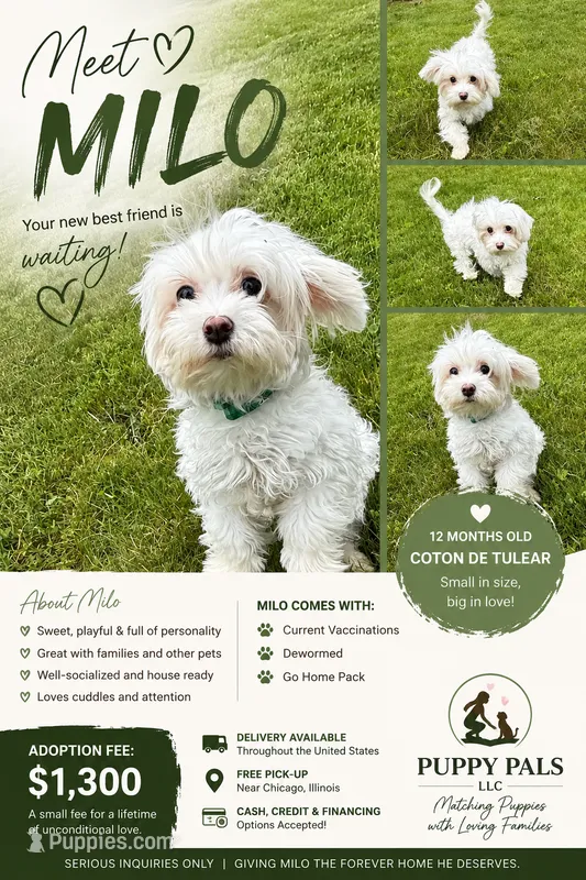 Milo – Coton de Tulear puppy for sale in Chicago, IL