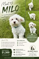 Milo, a male Coton de Tulear for sale in Chicago, IL – 1 of 1