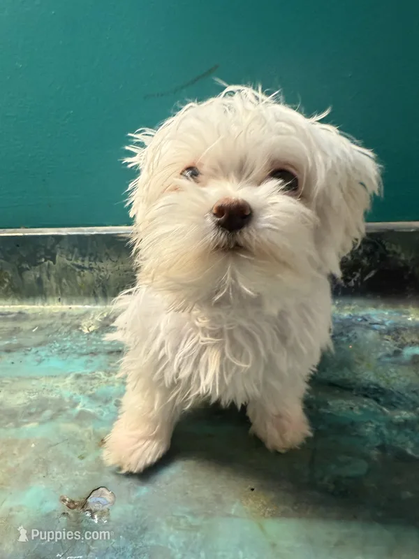 Blue  – Coton de Tulear puppy for sale in Chicago, IL