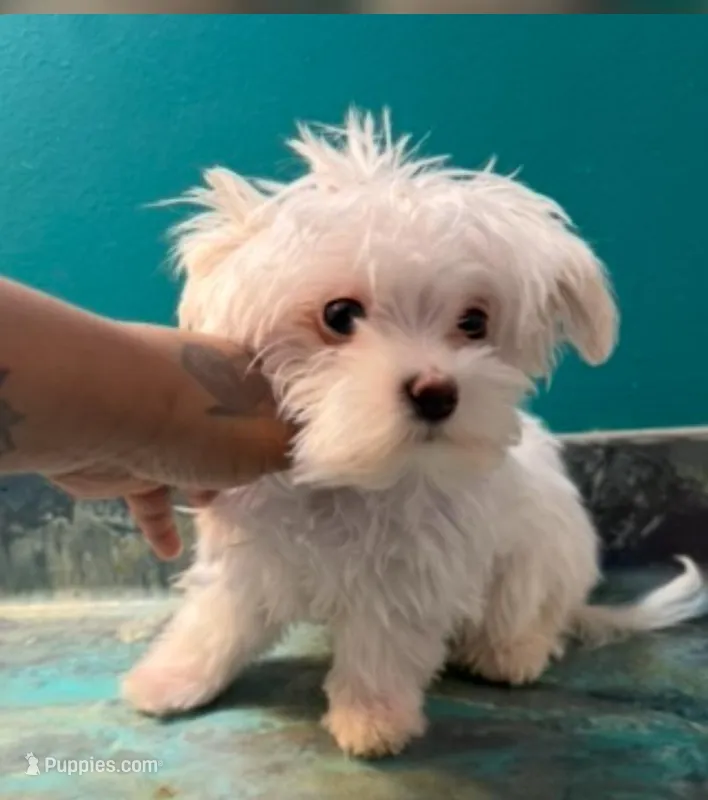 Blue  – Coton de Tulear puppy for sale in Chicago, IL