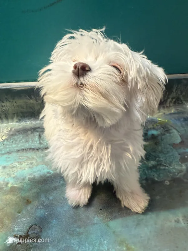 Blue  – Coton de Tulear puppy for sale in Chicago, IL