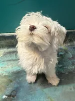 Financing available for “Blue “, a male Coton de Tulear for sale in Chicago, IL – Photo 5 of 5