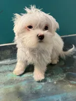 Financing available for “Blue “, a male Coton de Tulear for sale in Chicago, IL – Photo 2 of 5