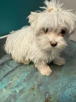 Financing available for “Blue “, a male Coton de Tulear for sale in Chicago, IL – Photo 4 of 5