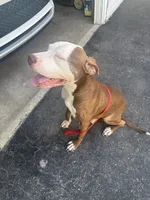 Zip , a male American Pit Bull Terrier for sale in Chicago, IL – 2 of 3