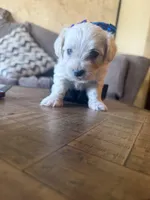 Black brown , a male Yorkipoo for sale in Chicago, IL – Photo 5 of 6