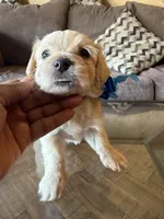 Black brown , a male Yorkipoo for sale in Chicago, IL – Photo 2 of 6