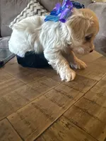 Black brown , a male Yorkipoo for sale in Chicago, IL – Photo 3 of 6